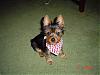 is your baby patriotic??? let's see some pics!-tuckerbandana.jpg