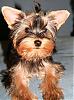 Blue eyed Yorkies ?-img_6197.jpg