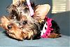 Blue eyed Yorkies ?-img_6078.jpg