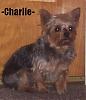 Is there anything wrong with this puppy-charlie1.jpg