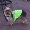 Is there anything wrong with this puppy-aug-2006-021square.jpg