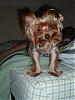 Happy 2nd Birthday to my Gizmo!-2007.jpg