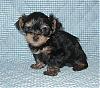 I am getting a new baby boy!-diesel_7_8_07-1-....jpg