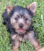 Adding another Yorkie to my family-lilgal4-300-x-347-.jpg