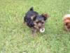 Adding another Yorkie to my family-lilgal2-300-x-225-.jpg