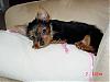 Sooooo excited!!! Tampa, our 9 week old Yorkie is coming home today!-dsc06678.jpg