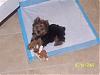 Earliest time your Yorkie's ears went up?-lucycompress.jpg