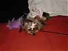 Does anyone have a yorkie that doesn't play?-dscf0041.jpg