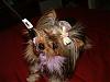 Does anyone have a yorkie that doesn't play?-dscf0081.jpg