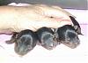 Ceylon's , Bumbie Puppy's....-2007-july-celyons-puppys-gbg.jpg