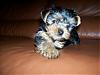 I am FINALLY getting my puppy!!!-baby-640-x-480-.jpg