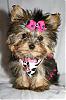 Calling all owners of baby dolled faced yorkies.....-cow-5.jpg