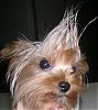 Calling all owners of baby dolled faced yorkies.....-rocker-pig.jpg