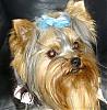 Calling all owners of baby dolled faced yorkies.....-jilly042707aa.jpg