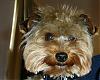 Calling all owners of baby dolled faced yorkies.....-jack-12.8.05-005aa.jpg