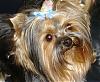 Calling all owners of baby dolled faced yorkies.....-kenziaprilgrooma.jpg