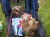 Calling all owners of baby dolled faced yorkies.....-calis2ndbday-014-600-x-450-.jpg