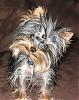 Calling all owners of baby dolled faced yorkies.....-28w4.jpg