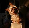 Calling all owners of baby dolled faced yorkies.....-bella-diggy-020.jpg