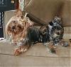 Calling all owners of baby dolled faced yorkies.....-diggy-ada-bella-027.jpg