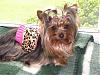 Calling all owners of baby dolled faced yorkies.....-piggytails.jpg