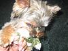 Calling all owners of baby dolled faced yorkies.....-gizfrog5.jpg