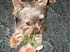 Calling all owners of baby dolled faced yorkies.....-gizfrog1.jpg