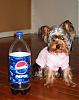Calling all owners of baby dolled faced yorkies.....-daisypepsi_m.jpg