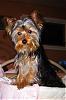 Calling all owners of baby dolled faced yorkies.....-img_2890_m.jpg