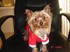 Calling all owners of baby dolled faced yorkies.....-th_dsc02008.jpg