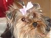 Calling all owners of baby dolled faced yorkies.....-th_dsc02004_1.jpg