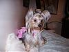 Calling all owners of baby dolled faced yorkies.....-062507-016.jpg