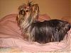 Calling all owners of baby dolled faced yorkies.....-h-005.jpg