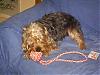 Curly haired yorkie?!?-pups-002.jpg