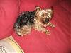 Curly haired yorkie?!?-curly-beau-resized-001.jpg