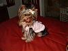 Calling all owners of baby dolled faced yorkies.....-dscf0069.jpg
