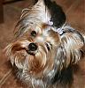 Calling all owners of baby dolled faced yorkies.....-my-babe.jpg