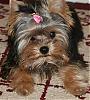 Calling all owners of baby dolled faced yorkies.....-my-baby.jpg