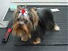 Calling all owners of baby dolled faced yorkies.....-7-7-7-003.jpg