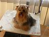 How long does it take yorkies coat to grow?-kenzo-1a-after-his-grooming.jpg
