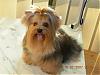How long does it take yorkies coat to grow?-kenzo-2a-after-his-grooming.jpg