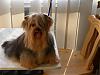 How long does it take yorkies coat to grow?-kenzo-6a-after-his-grooming.jpg