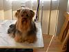 How long does it take yorkies coat to grow?-kenzo-7a-after-his-grooming.jpg