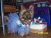 Happy Birthday to Pippa!!-birthdaygirl.jpg