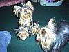 How long does it take yorkies coat to grow?-s4010198c.jpg