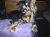 How long does it take yorkies coat to grow?-s4010184c.jpg