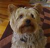 Hi All, New to the site!!!-pixie.jpg
