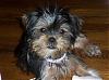 Yorkie/Shi-tzu mix??-100_0341.jpg