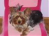 My Yorkie Room !!!!  Finally!!!  Come See !!!!-img_2105.jpg