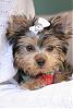 Ready to bring home our new Yorkie puppy-842054321_8feb5a4432_o.jpg